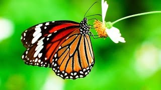 Butterflies Flying in Slow   natural || Teavel aria || new video