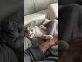 😴🛏️#cat #猫