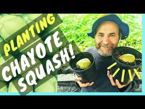 How to Plant a CHAYOTE SQUASH From SUPERMARKET