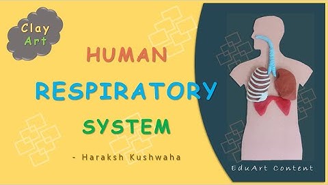 Human Respiratory System Organs | #kidslearning #digestivesystem #scienceactivity #clayart