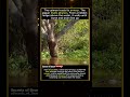 Jaguar vs Caiman – Death From Above in the Jungle #viral #wildlife #animals #animalshorts #wow