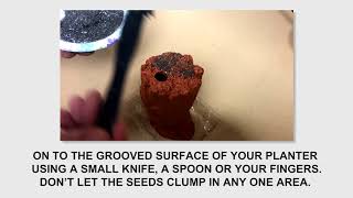 Easy-to-Grow Instructions for Your Chia Pet