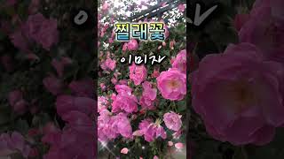 #정통트로트 가요# 찔래꽃  #이미자노래 #꼬맹이 나팔