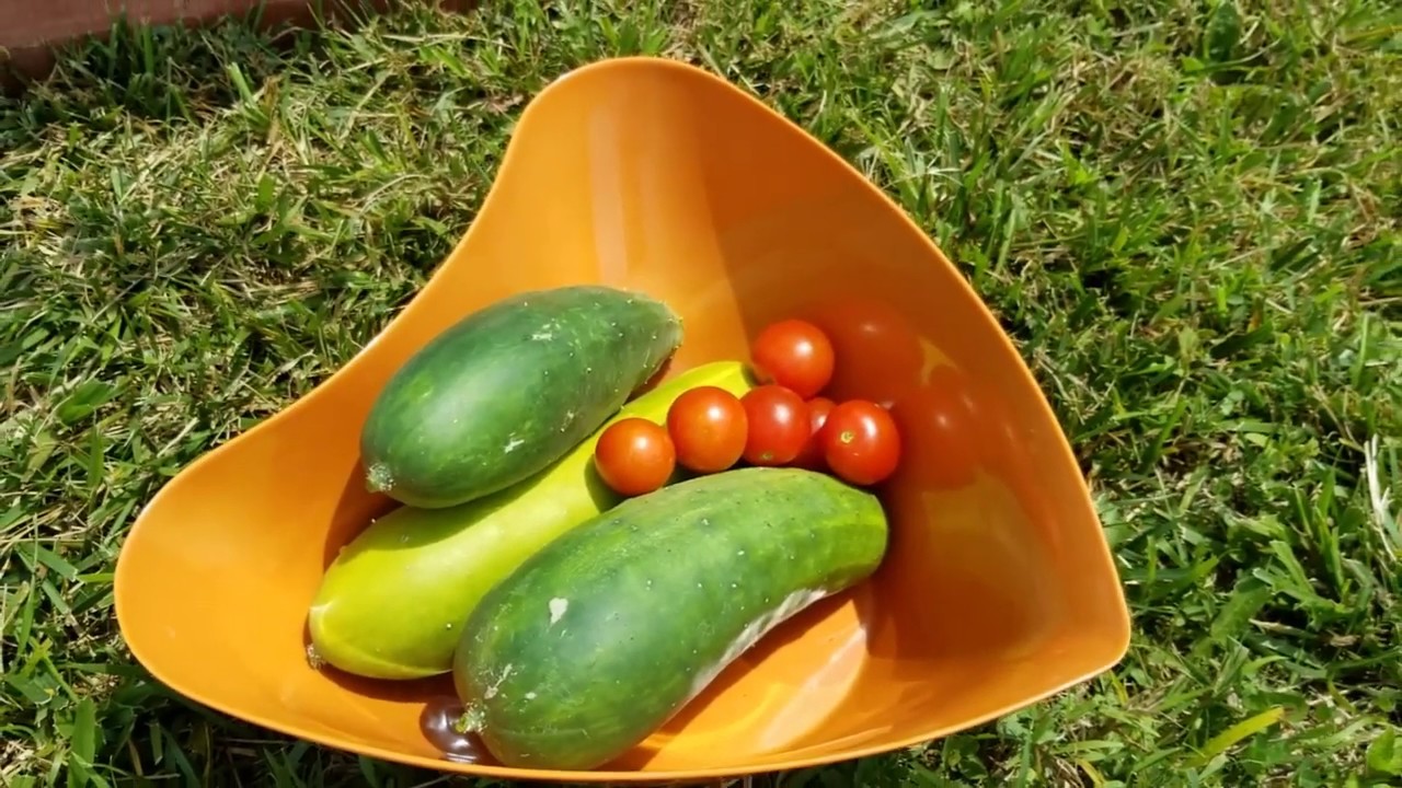 Harvesting Red Cherry Tomatoes and Marketmore Cucumbers Summer Garden