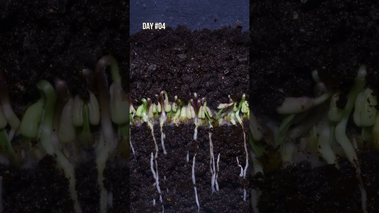 Growing MUNG BEAN Time Lapse In 30 Seconds