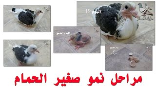 مراحل نمو زغلول حمام من عمر يوم الى عمر 30 يوم Pigeon Growth Stages