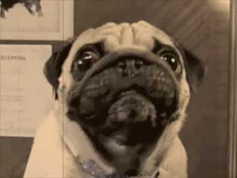 Dr. Otto - TU PERRO NO TE AGUANTA