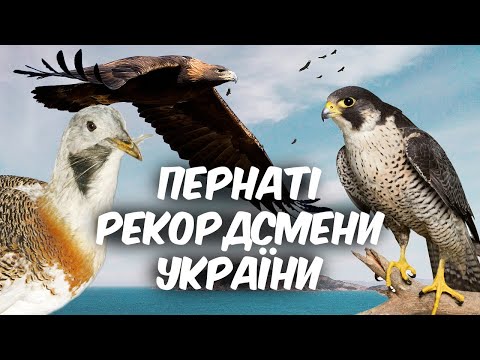 Пернаті рекордсмени України. Цікаві факти про птахів.