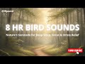 8 HOURS: Soothing Bird Songs for Deep Sleep & Relaxation | Nature White Noise, Study Aid & Insomnia