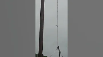 Поет самец кукушкиПоет самец кукушки.