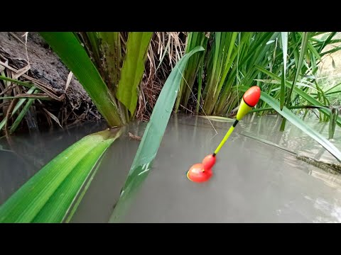 Şamandıralı balık avı. Gizli bir avlak'ta Balığın vuruş anı yakın çekim. Harika drone çekimleri.