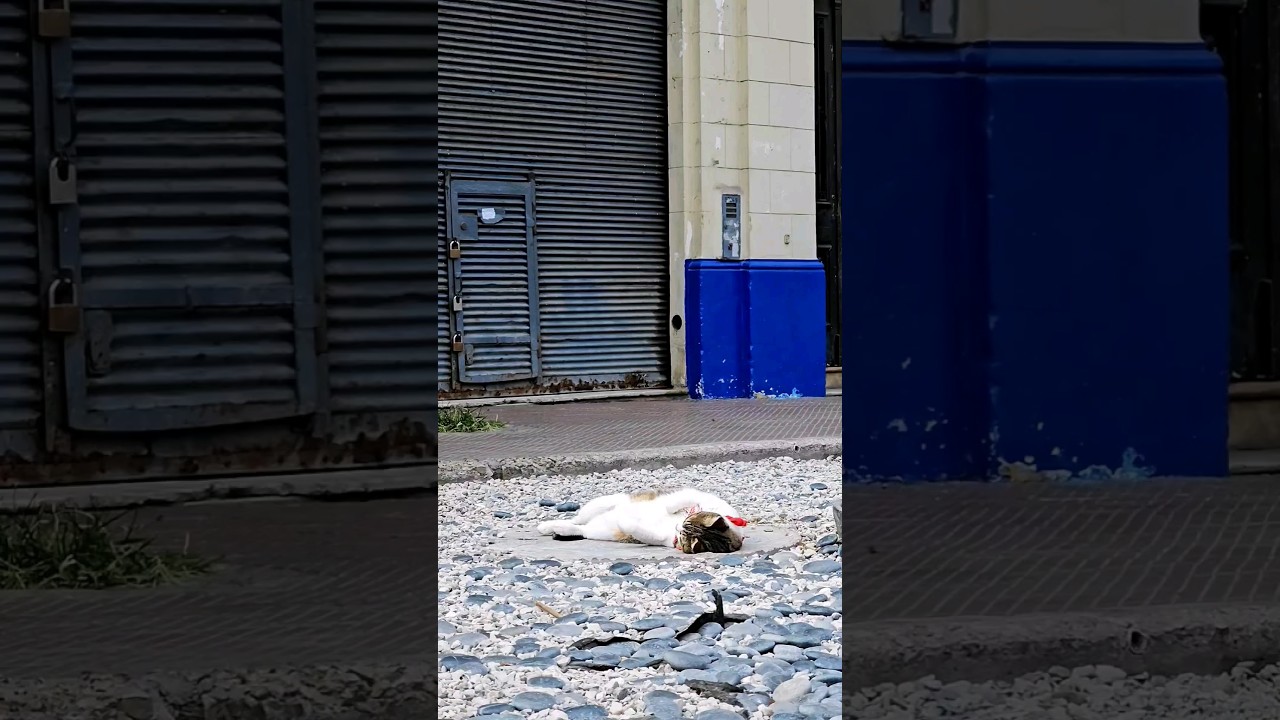 Help us find its human 🙏💔 