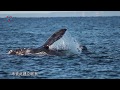 #Argenchina - Sorprendente Argentina - Capítulo 1 : Huellas en la naturaleza, vida y color