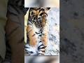 Baby Tiger Gets New Life