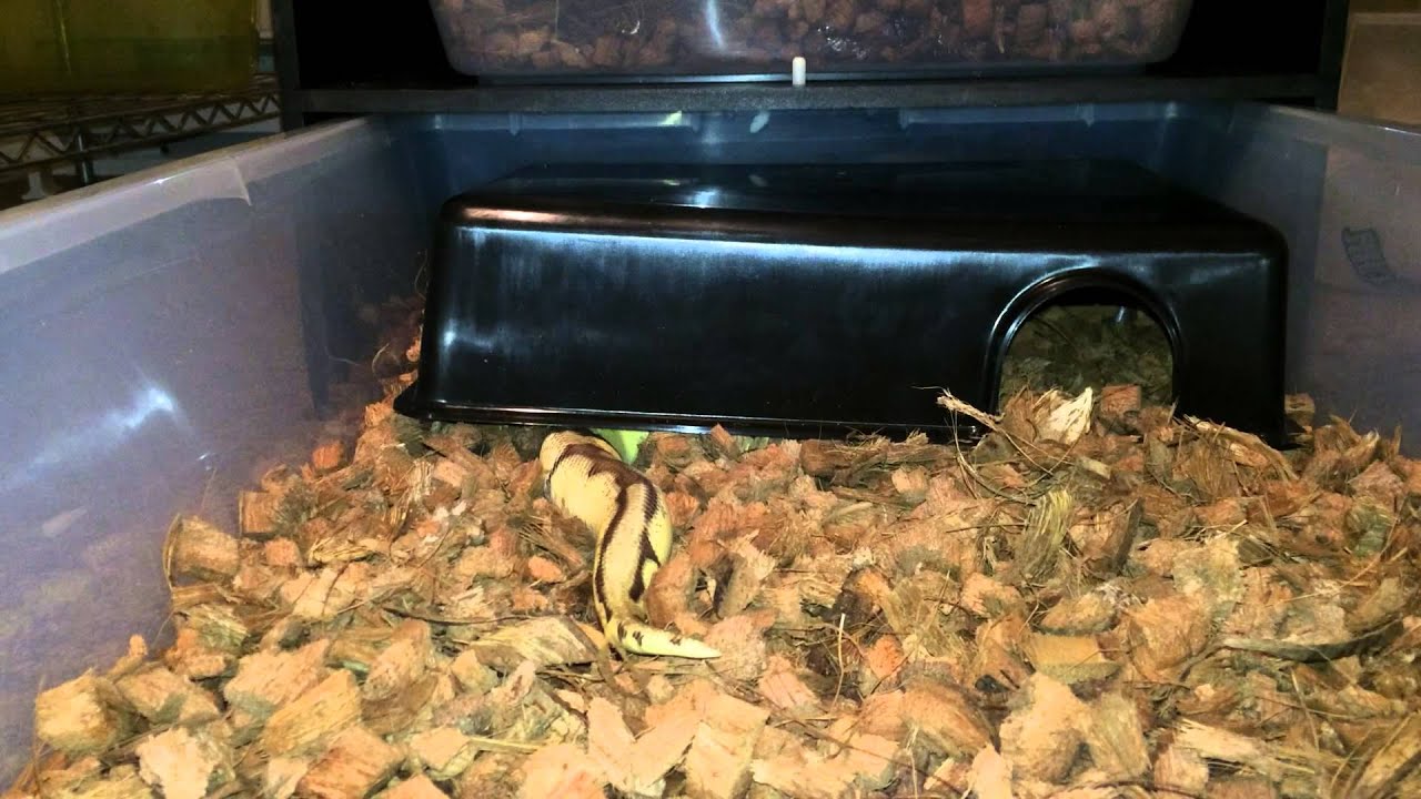 awesome sport New Ball Python Revealed