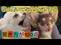 小さな身体で大きな一歩【はじめての注射】