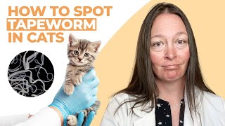 How To Spot Tapeworms In Cats | Vet Explains