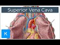 Superior Vena Cava Cardiovascular System | Human Anatomy - Kenhub