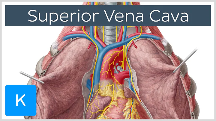 Superior Vena Cava Cardiovascular System | Human A...