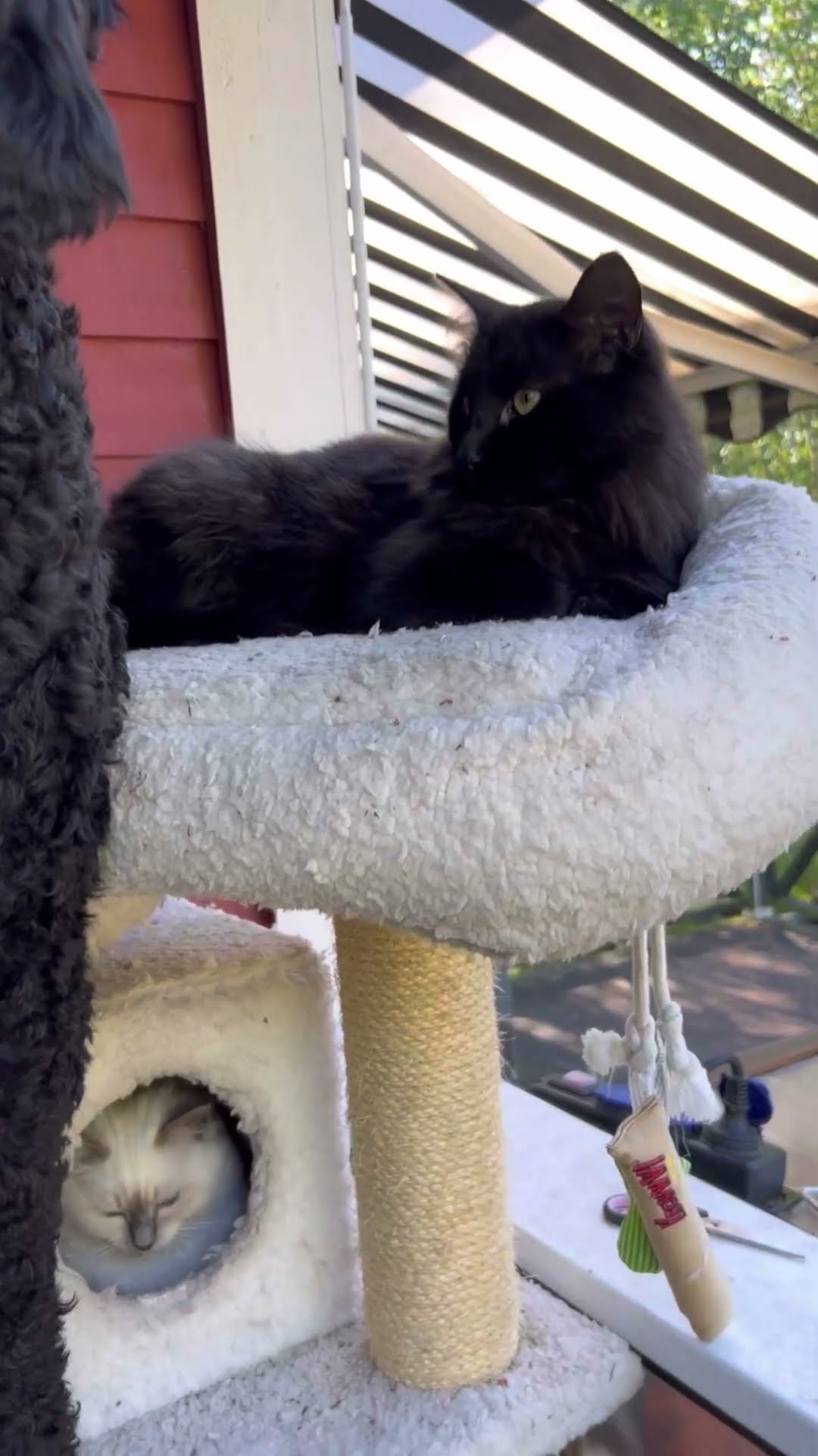 When Your Dog Is Raised by Cats || ViralHog