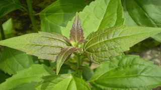 Amazing Health Benefits of Chromolaena Odorata.