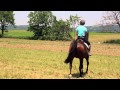How to Steer a Horse While Riding