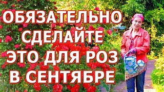 Уход за розами в сентябре. Супер подкормка для роз. Удобрение из банановой кожуры.