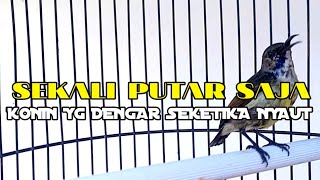 KONIN BS ngobra tarung sambung manggil bikin konin manapun langsung respon nyaut SEKALI PUTAR SAJA