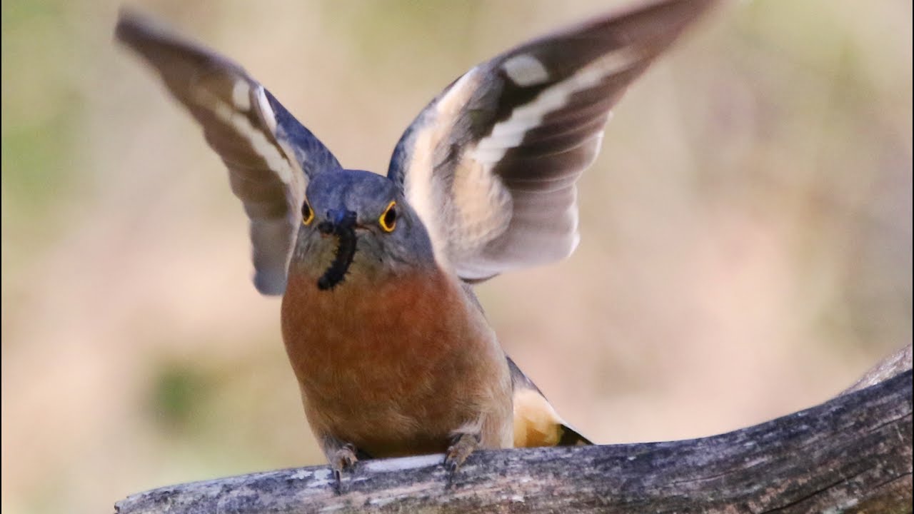 Fan-tailed Cuckoo – Scheyville National Park