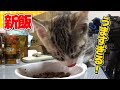 【猫】新しいご飯を全力でカリカリする子猫たま：11日目【kitten】