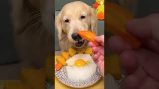 Dog eating asmr golden retriever compilation