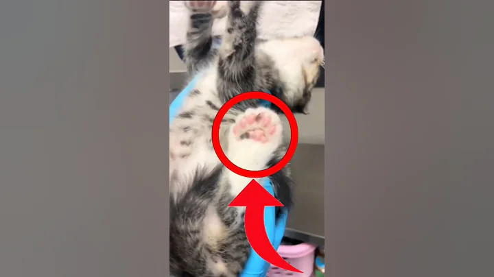 Video 9457451: meowing cat sound funny, cat's meow toy