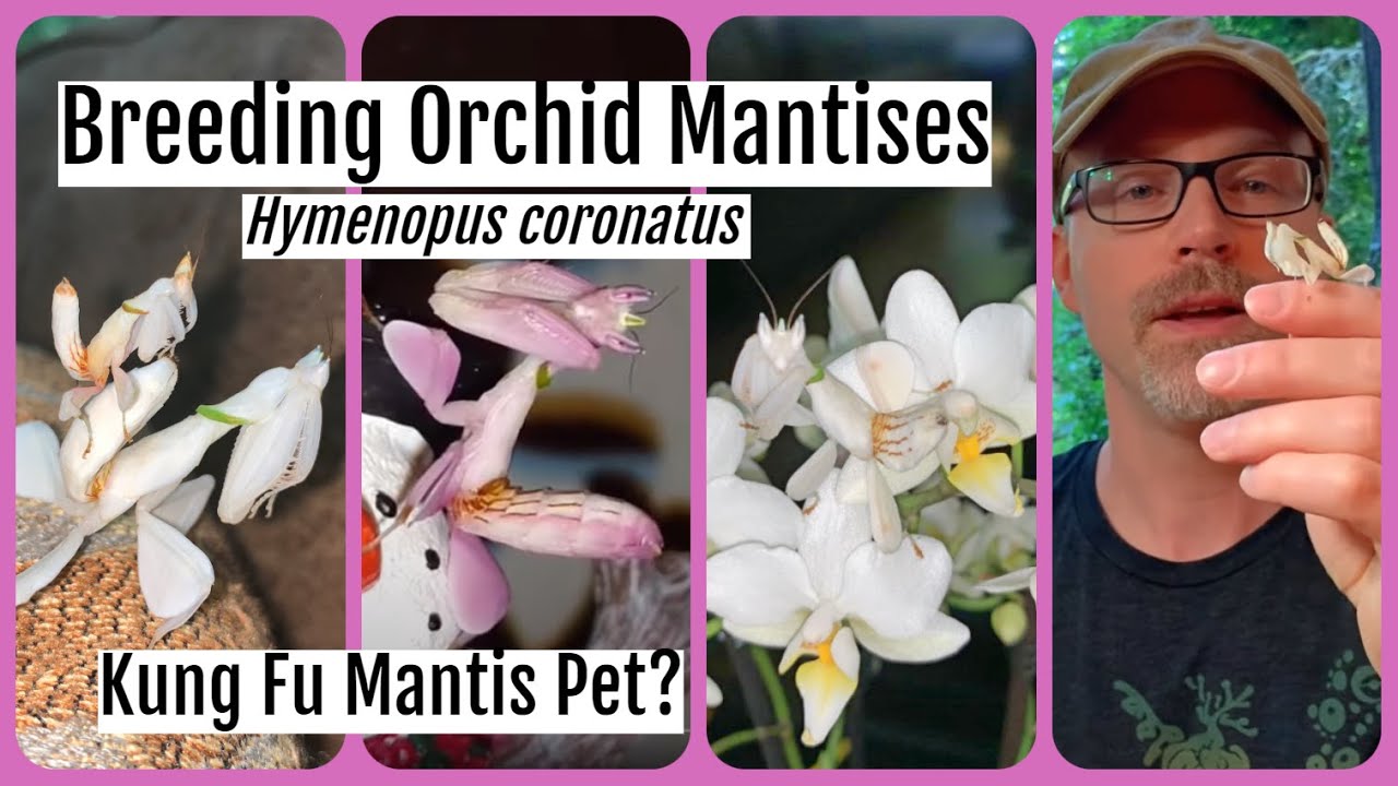 Pet Orchid Mantis Care Sheet Hymenopus Coronatus Kung Fu Mantid Orchidmantis Petmantises Mantis Youtube,Are Hedgehogs Prickly
