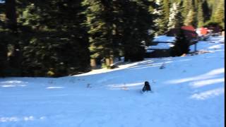 Bradley Snow Saucer Sledding