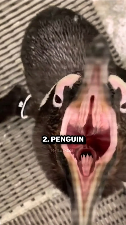 5 Bunyi Haiwan Tak Masuk Akal Dengan Rupa 😱