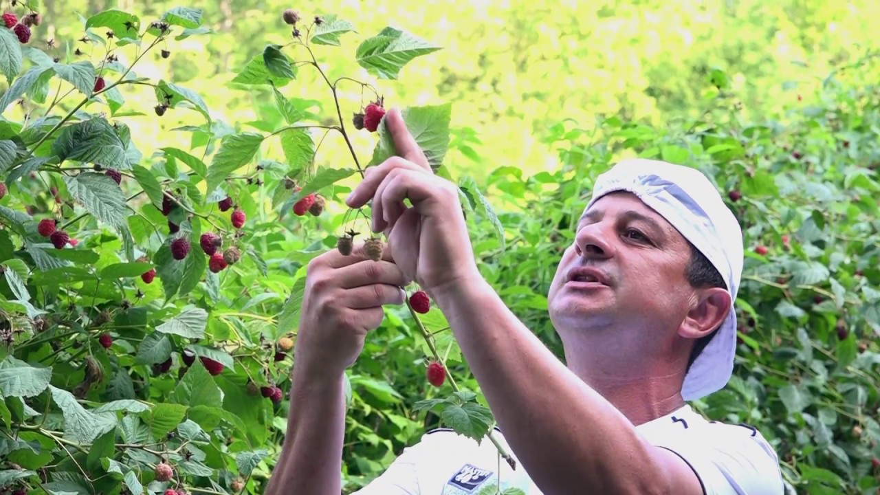 Malina kod Obrada Rogića i Timac Agro Balkans