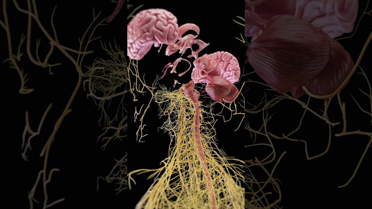 Exploded View of the Brain | 3D Medical Animation