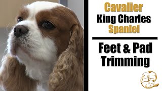 Cavalier King Charles Spaniel | Feet & Pad Trimming Tutorial