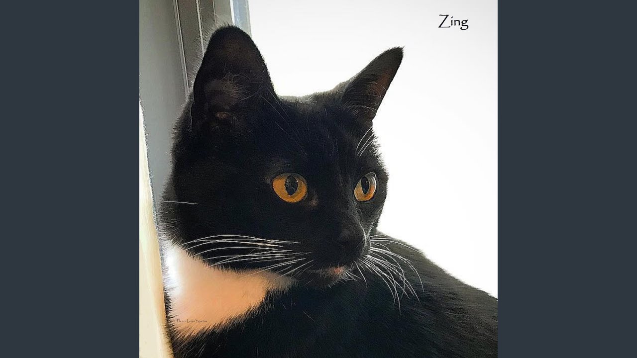 Watch Zing on YouTube Watch Zing on YouTube