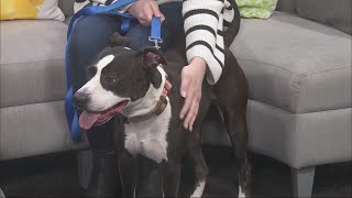 Pet Connection: Humane Society introduces Melanie