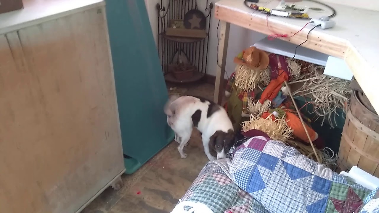 BBQ Flavored Pork Rinds YouTube