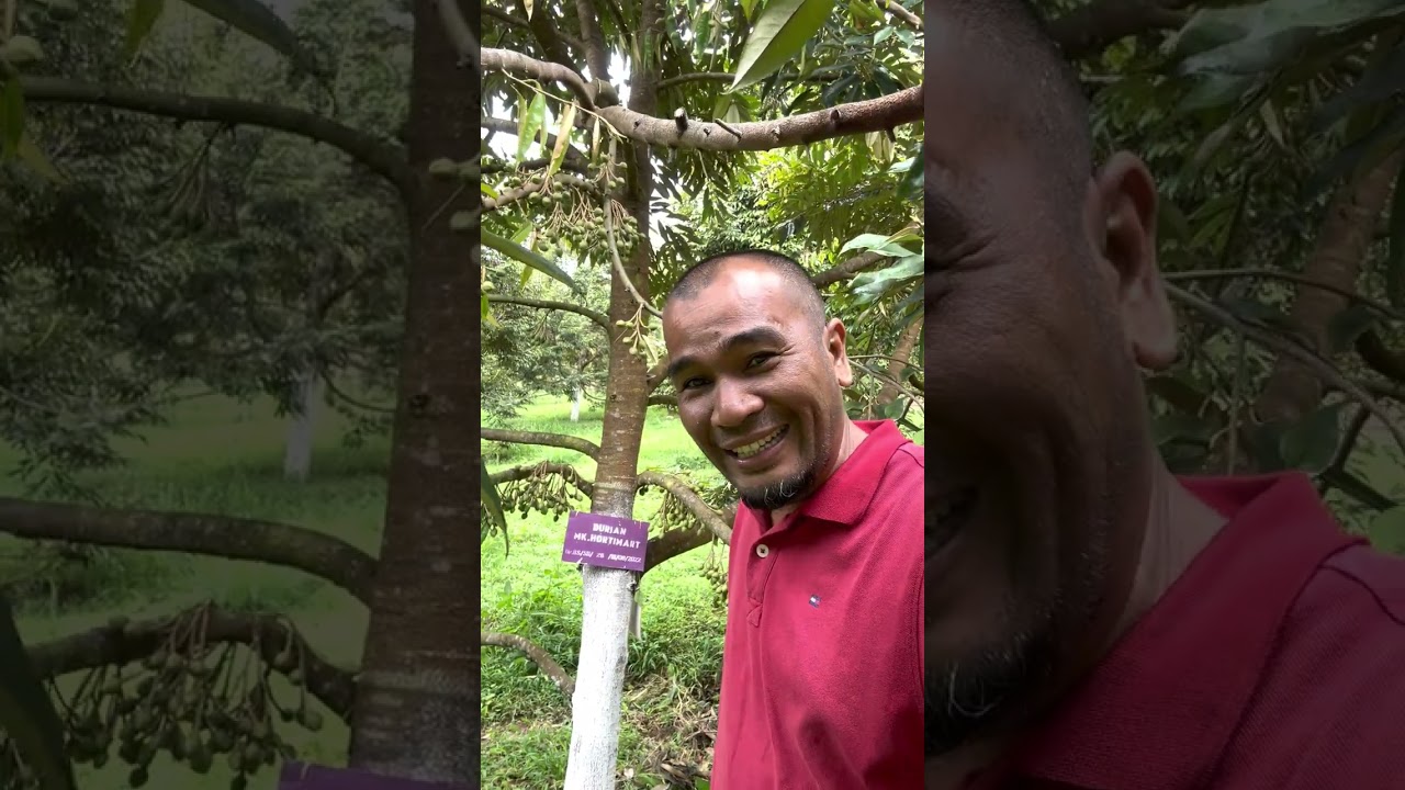 musang king ike rismen farm