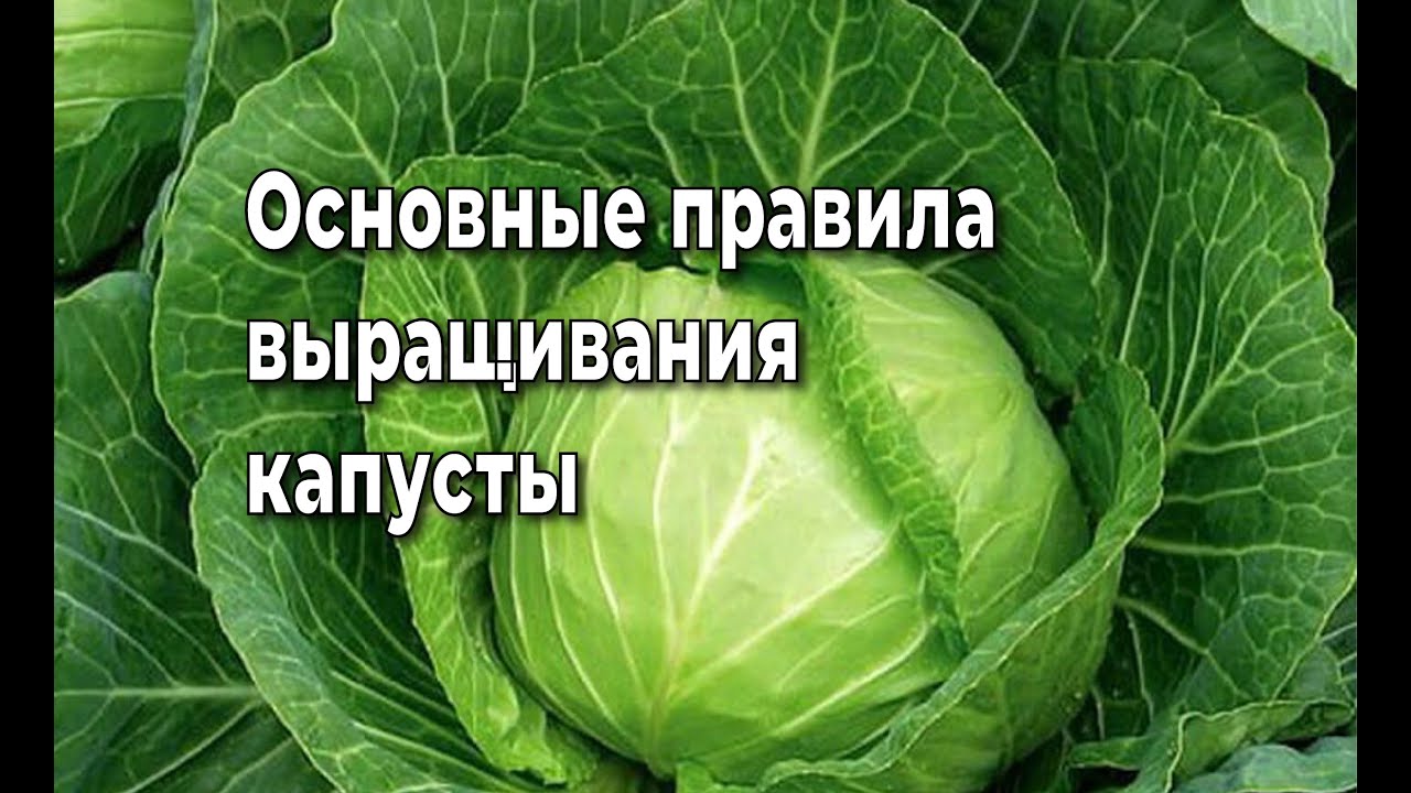 Капуста Всем на зависть: как получить обильный урожай и ухаживать за сортом