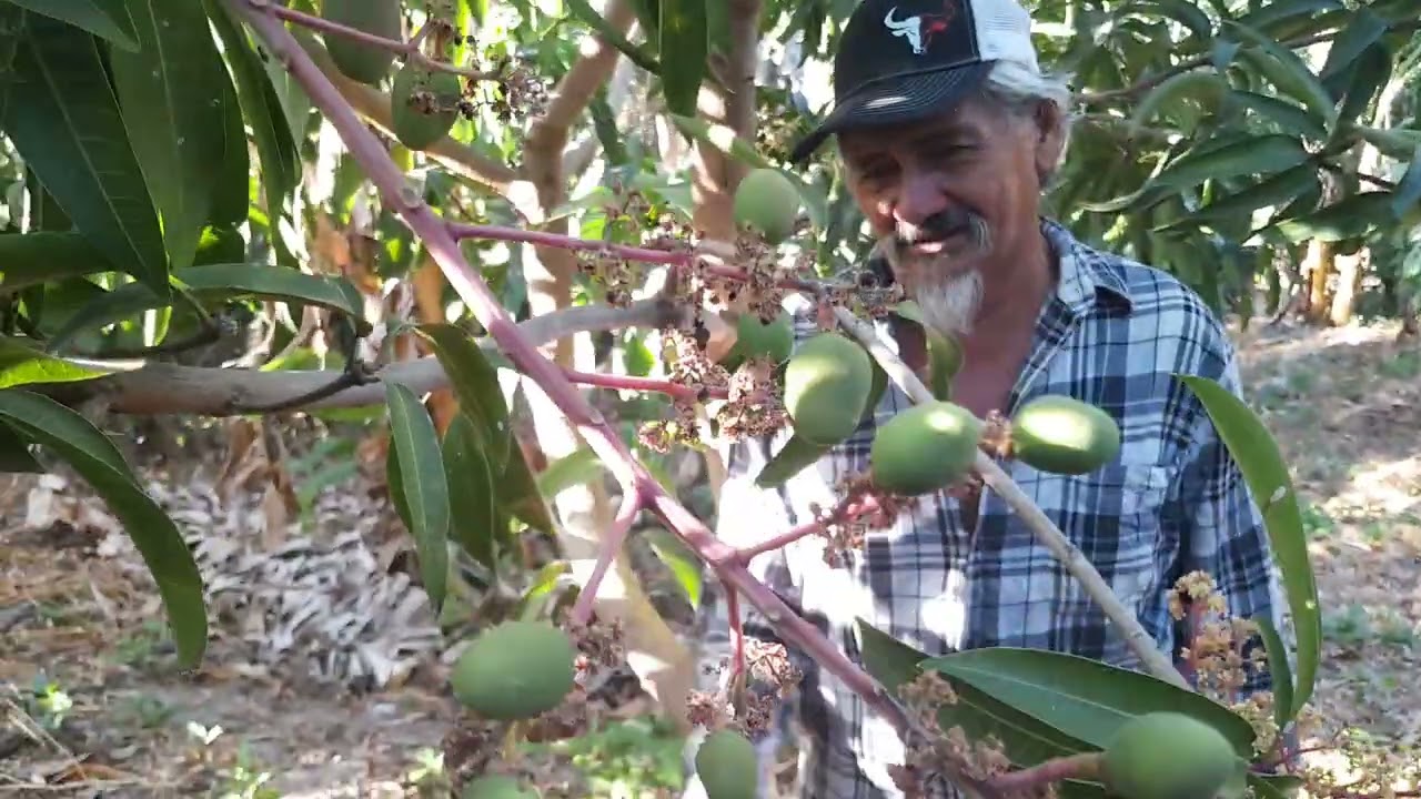  MOSTRANDO LOS ARBOLITOS Q YA TIENEN COSECHA 