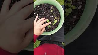 Warmer, Bigger, First Time Home Grow Show by Severe TBI (Traumatic Brain Injury) Survivor