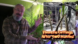 Plumeria Cutting Growth Update and January Greenhouse Palm Tour