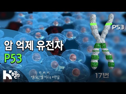 암 억제 유전자 P53 - 716회(19.11.27) 피할 수 없을까 가족력의 경고