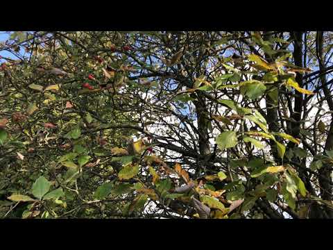 Video: Javor Ve Tvaru Dlaně (45 Fotografií): Javor Dlanitolistý „Atropurpureum“a „Red Mix“, „Phoenix“a „Garnet“, Další Odrůdy, Výsadba A Péče
