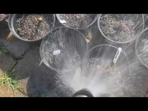 Video: Potřeby zalévání jiřinek – kdy mám zalévat hlízy jiřinek