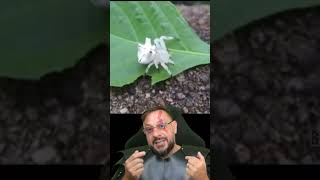 Aranha-caranguejo-das-flores #biologohenrique #animais #bichoesperto #biologo